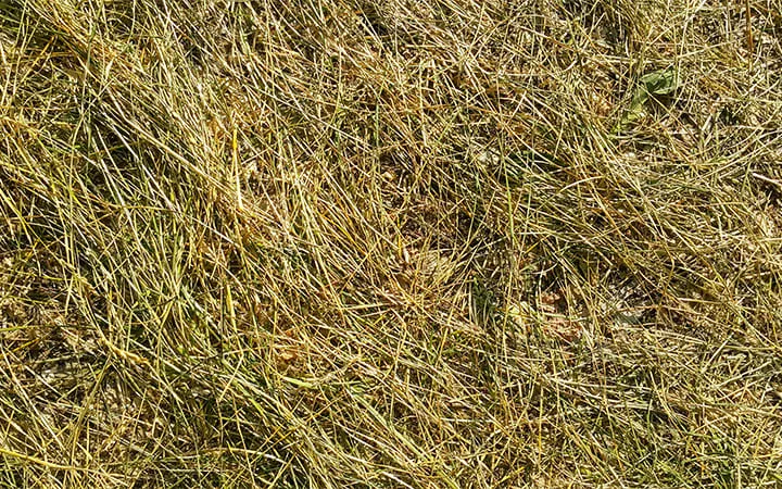 Gras zur Herstellung von Graskarton Gras zur Herstellung von Graskarton